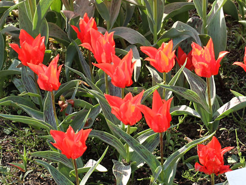 Tulipa cv. Ali Baba