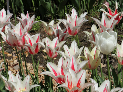 Tulipa cv. Marilyn