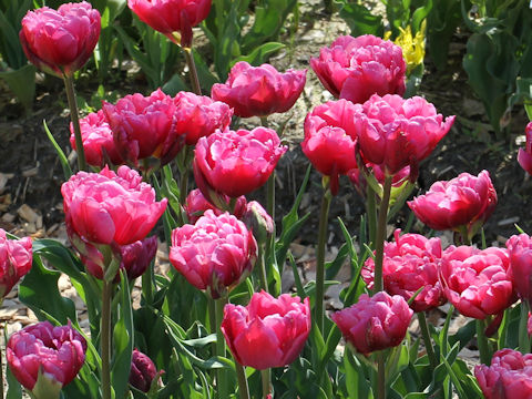 Tulipa cv. Margarita
