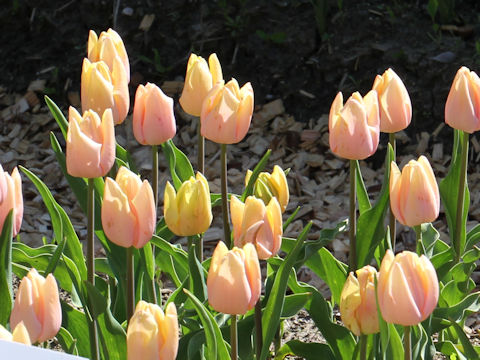 Tulipa cv. Mango Charm