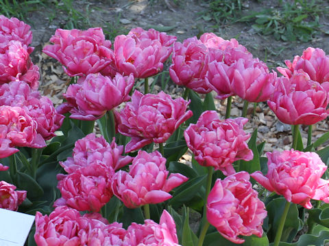 Tulipa cv. Mamma Mia