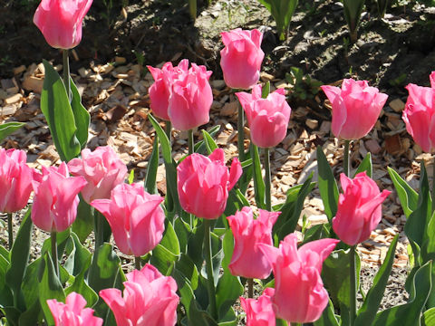 Tulipa cv. Miss Elegance