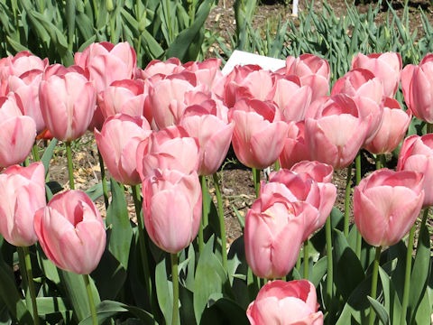 Tulipa cv. Mystic Van Eijk