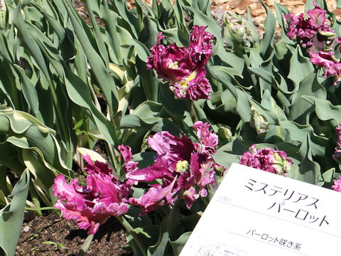 Tulipa cv. Mysterious Parrot