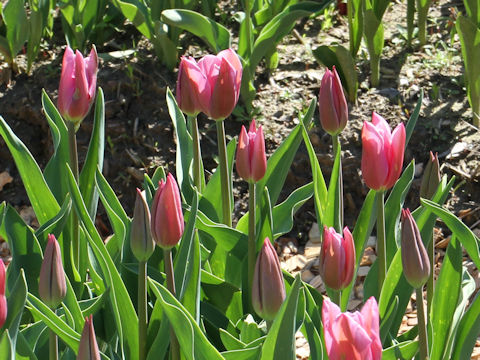 Tulipa cv. Mistress Mystic