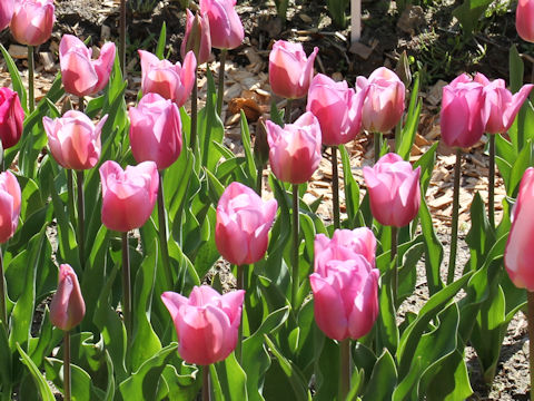 Tulipa cv. Alibi
