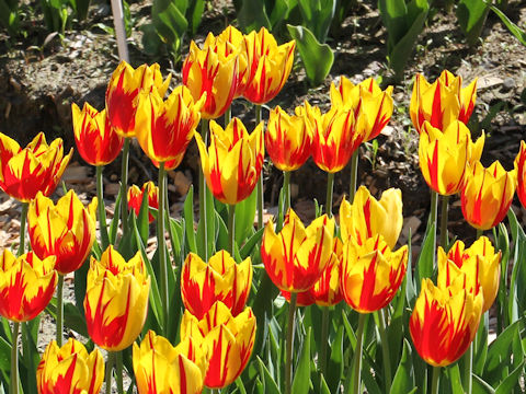 Tulipa cv. Mickey Mouse