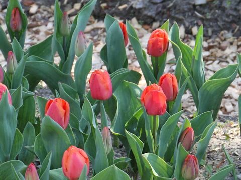 Tulipa cv. Michael