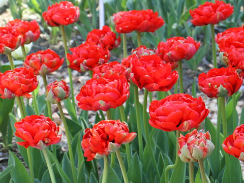 Tulipa cv. Miranda