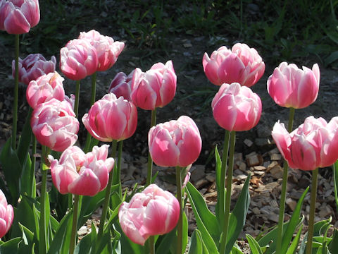 Tulipa cv. Melrose