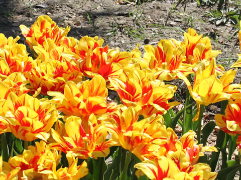 Tulipa cv. Monsella