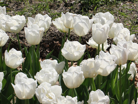 Tulipa cv. Mondial