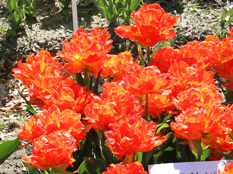 Tulipa cv. Monte Orange