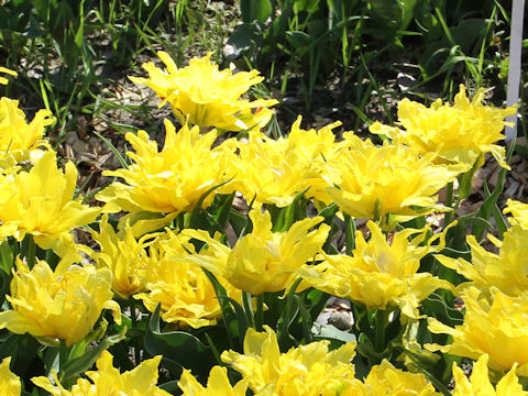 Tulipa cv. Monte Spider