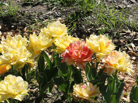 Tulipa cv. Monte Beau