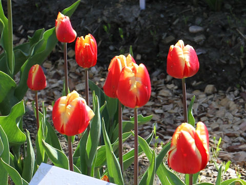 Tulipa cv. Jan Seignette