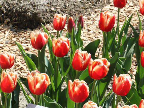 Tulipa cv. Jan Buis