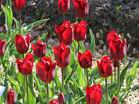 Tulipa cv. Jan Reus