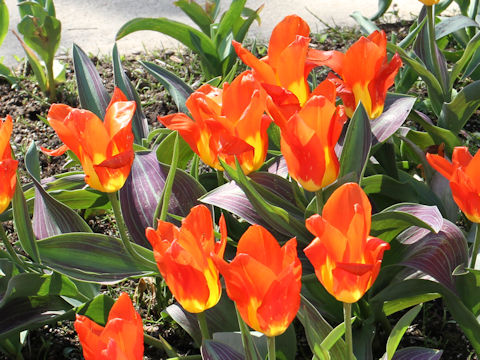 Tulipa cv. Juan