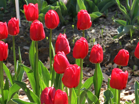 Tulipa cv. Unique de France