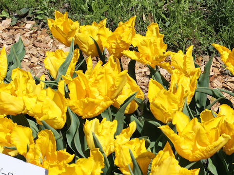 Tulipa cv. Yoko Parrot