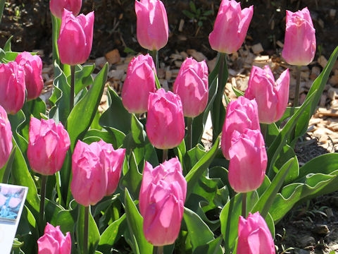 Tulipa cv. Light Pink Prince