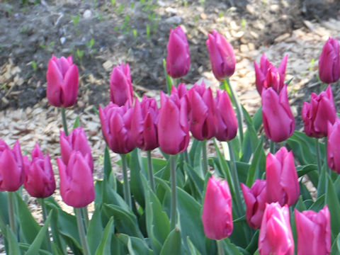 Tulipa cv. Lilac Cup