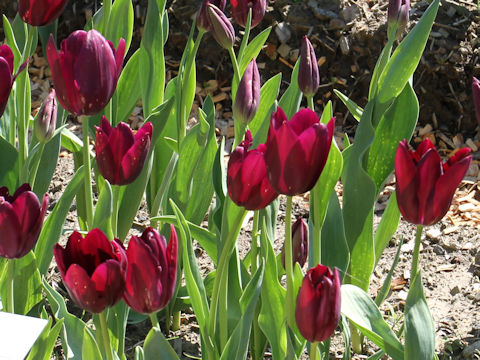 Tulipa cv. Lago Camira