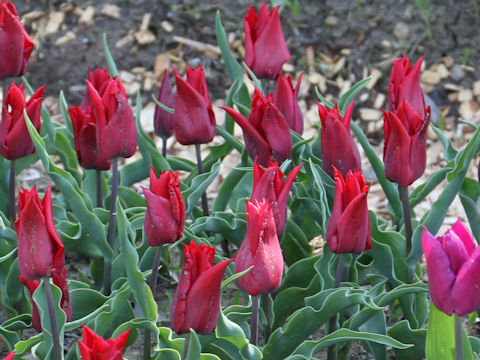 Tulipa cv. Lasting Love