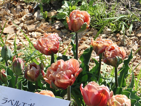 Tulipa cv. La Belle Epoque