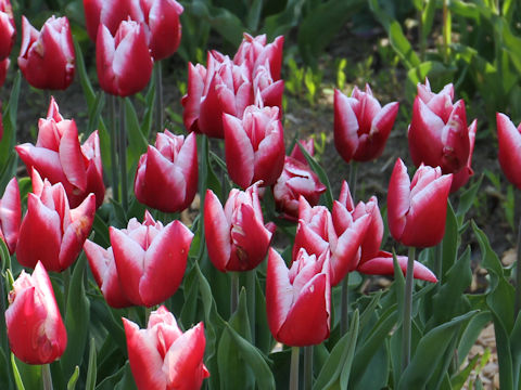 Tulipa cv. La Mancha