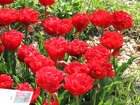 Tulipa cv. Largo