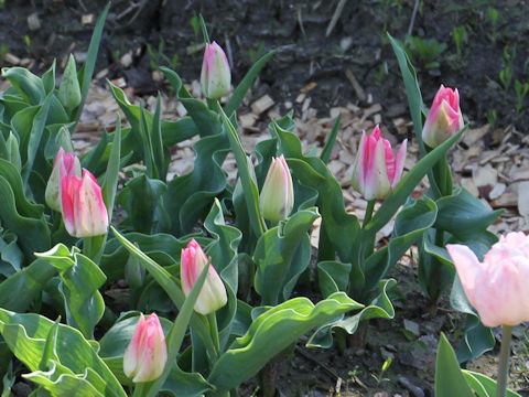 Tulipa cv. Lundy