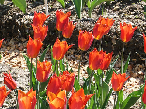 Tulipa cv. Request