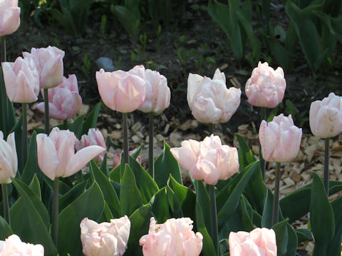 Tulipa cv. Rejoyce