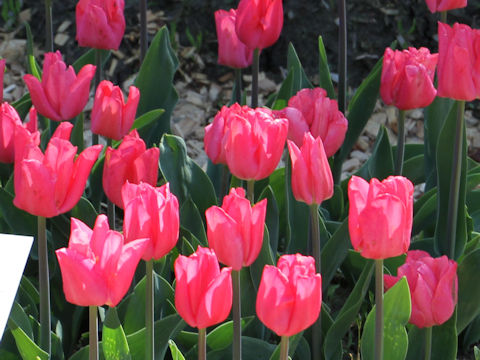 Tulipa cv. Lydia