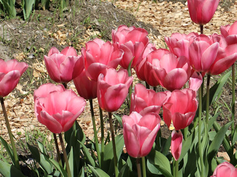 Tulipa cv. Lubov