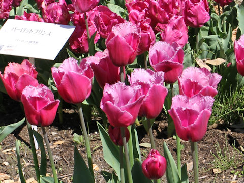 Tulipa cv. Louvre