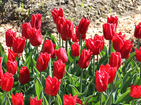 Tulipa cv. Ruby Prince