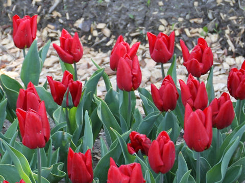 Tulipa cv. Rea