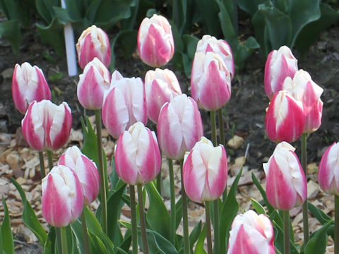 Tulipa cv. Leen Dream