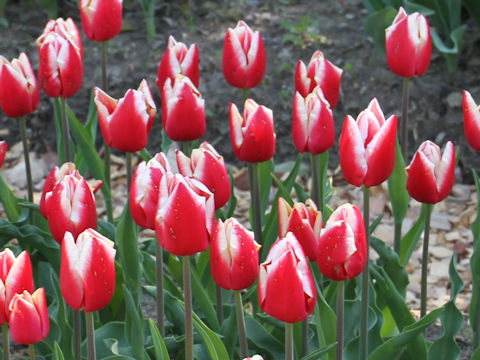 Tulipa cv. Leen van der Mark