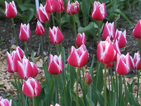 Tulipa cv. Leo Visser