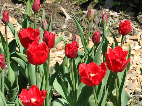 Tulipa cv. Red Wing