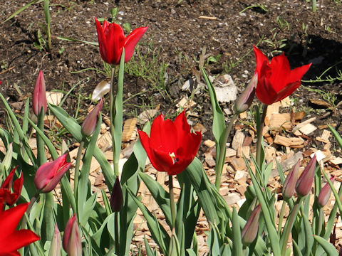 Tulipa cv. Red Shine