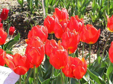 Tulipa cv. Red Paradise