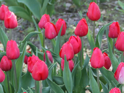 Tulipa cv. Red Power