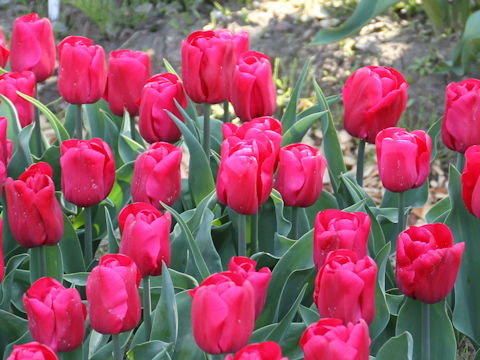 Tulipa cv. Red Hot