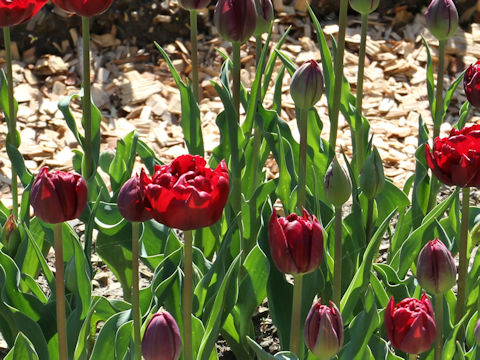 Tulipa cv. Antraciet