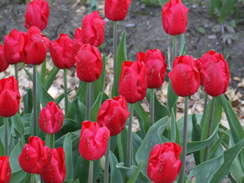 Tulipa cv. Red Mark